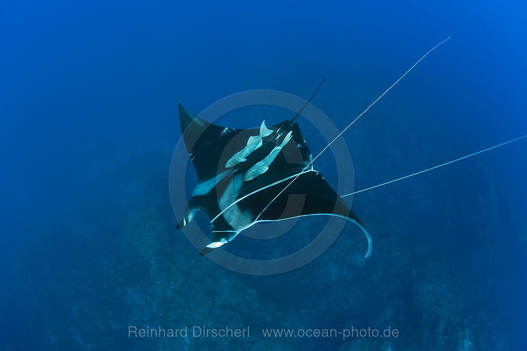 Sicklefin Mobula trapped by Rope