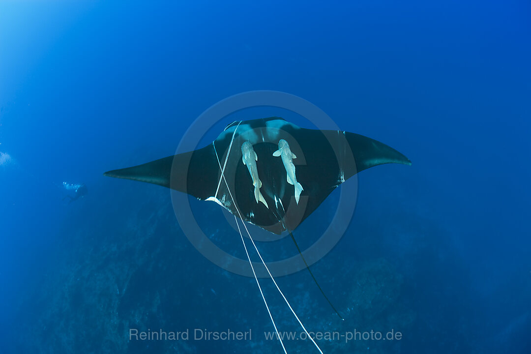 Seil umschlingt Sichelflossen-Mobula, Mobula tarapacana, Azoren, Princess Alice Bank, Atlantik, Portugal