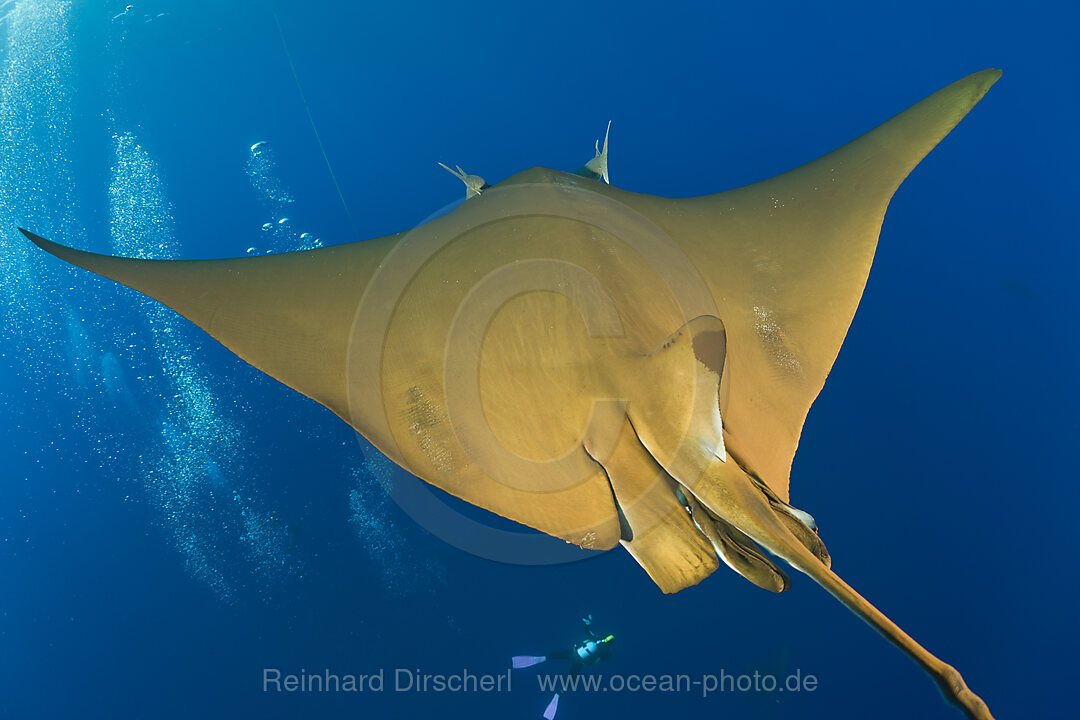 Sicklefin Mobula, Mobula tarapacana, Azores, Princess Alice Bank, Atlantic Ocean, Portugal