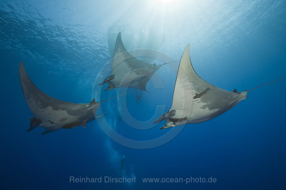 Sicklefin Mobulas, Mobula tarapacana, Azores, Princess Alice Bank, Atlantic Ocean, Portugal