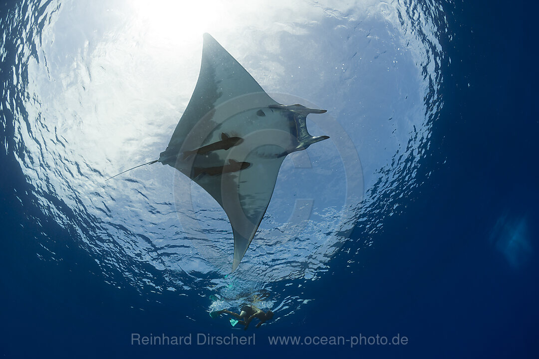 Sicklefin Mobula
