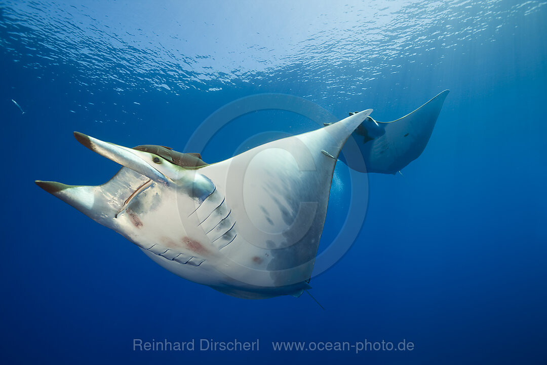 Sicklefin Mobula