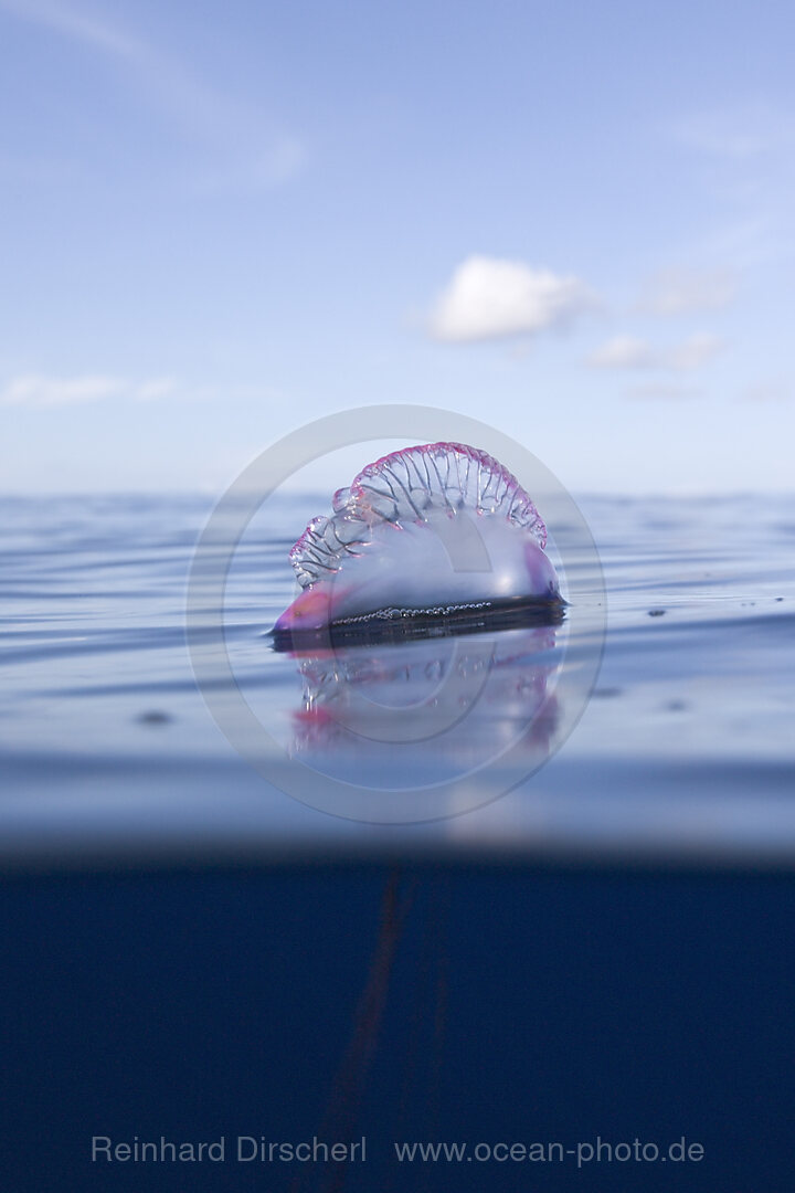 Portuguese Man of War, Physalia physalis, Azores, Atlantic Ocean, Portugal