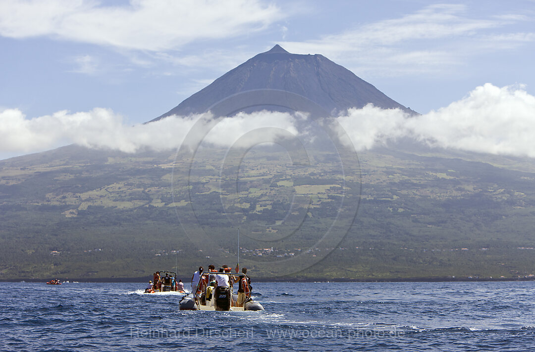 Tourists at Whale watching Tour