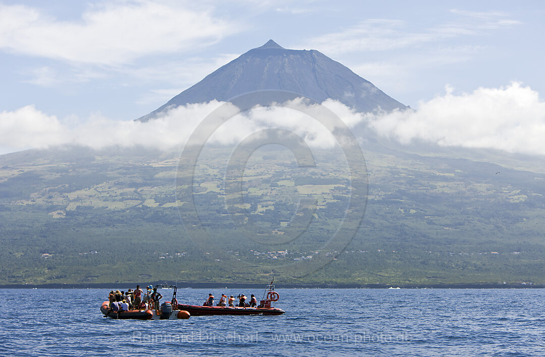 Tourists at Whale watching Tour