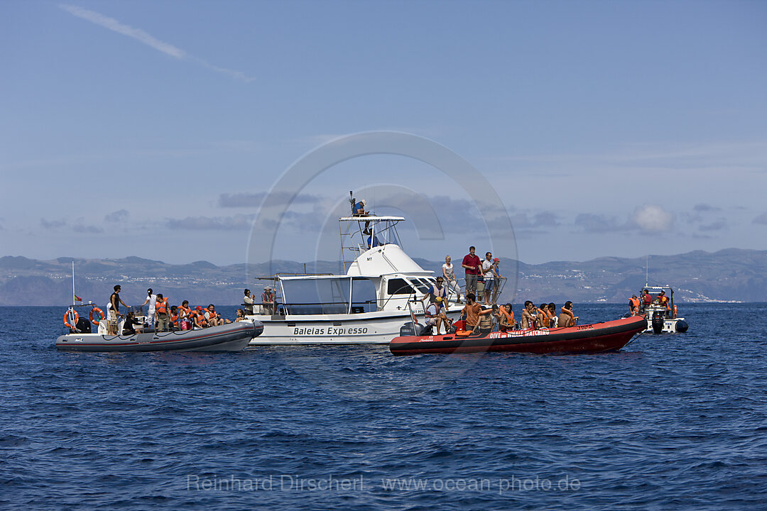 Touristen bei Whale watching Ausflug, Azoren, Atlantik, Portugal