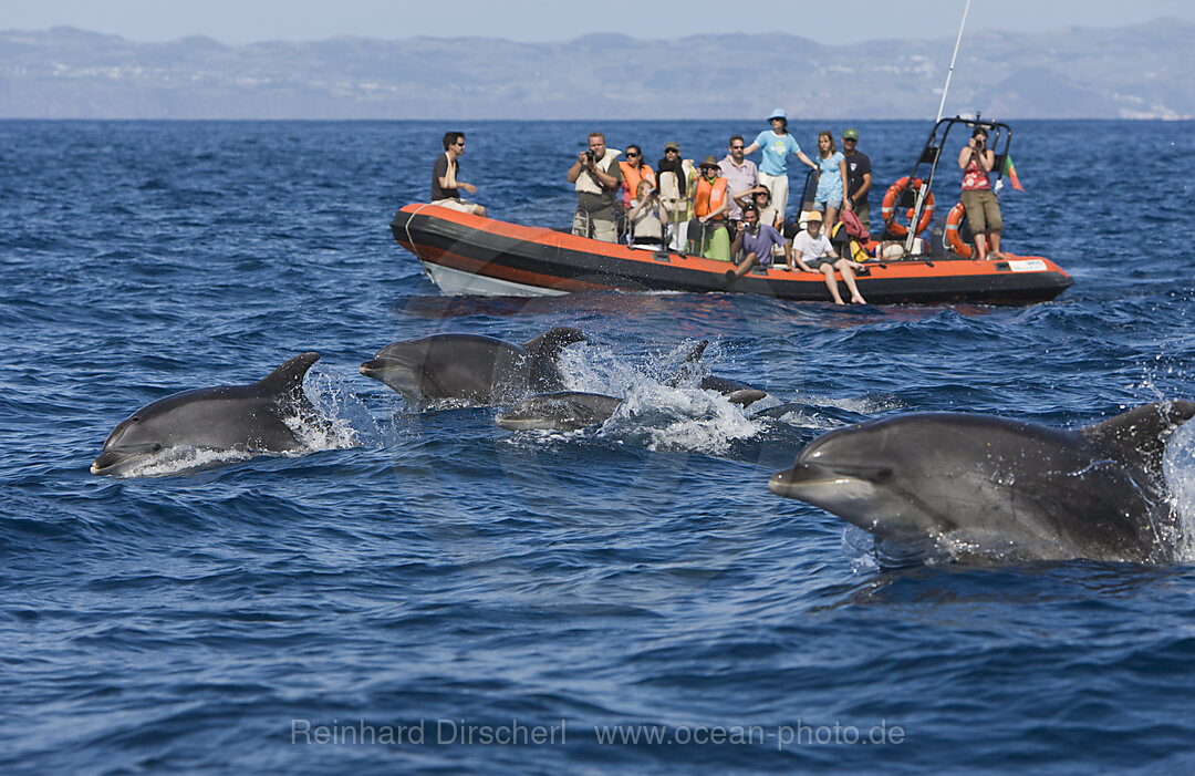 Touristen bei Delfin Ausflug, Tursiops truncatus, Azoren, Atlantik, Portugal