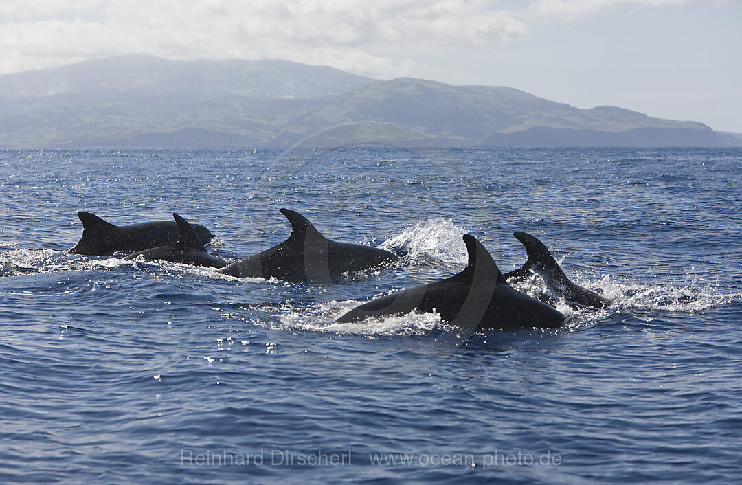 Grosse Tuemmler, Tursiops truncatus, Azoren, Atlantik, Portugal