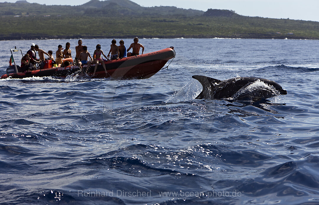 Touristen bei Delfin Ausflug, Tursiops truncatus, Azoren, Atlantik, Portugal