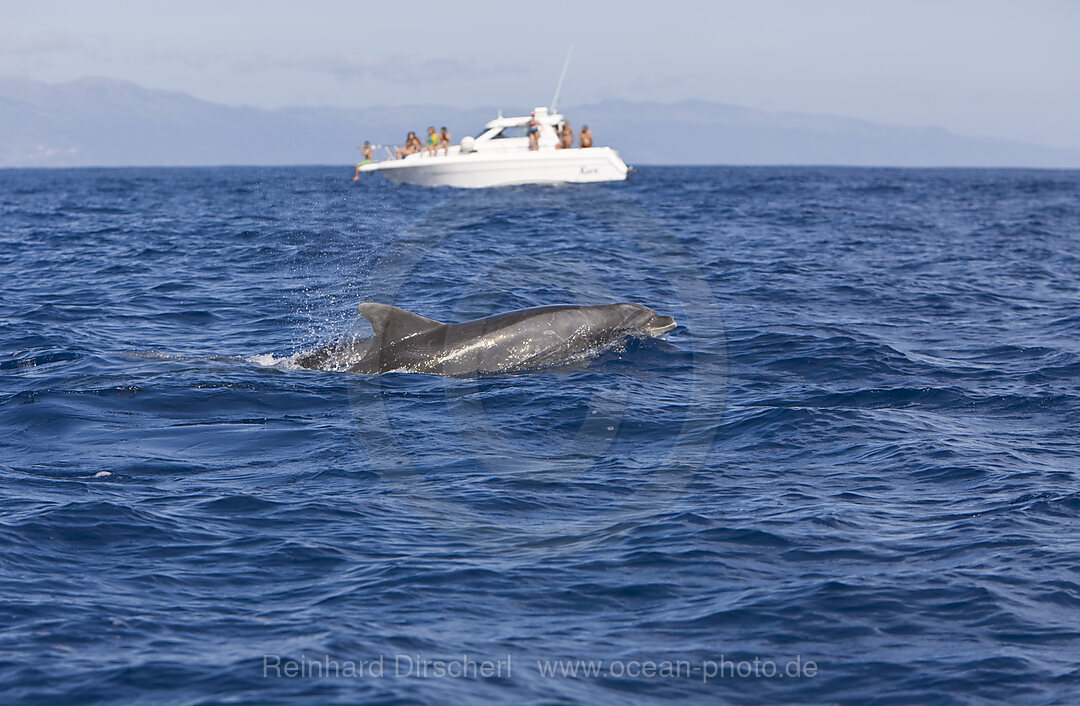 Touristen bei Delfin Ausflug