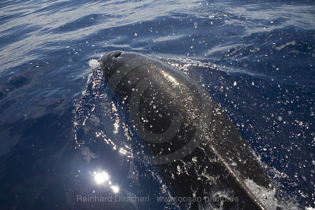 Bottlenose Dolphin
