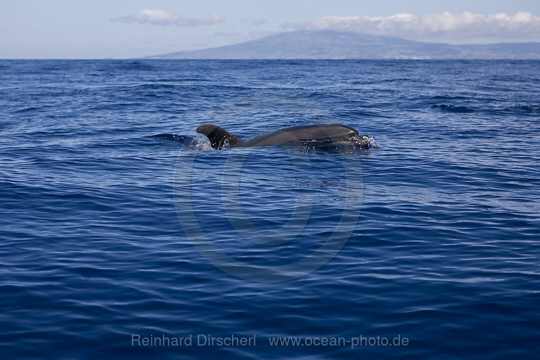 Bottlenose Dolphins