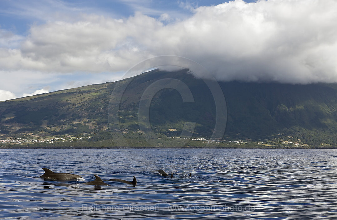 Bottlenose Dolphins, Tursiops truncatus, Azores, Atlantic Ocean, Portugal