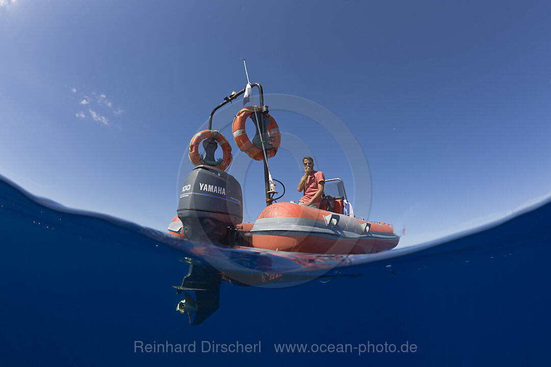 Whale watching Tour