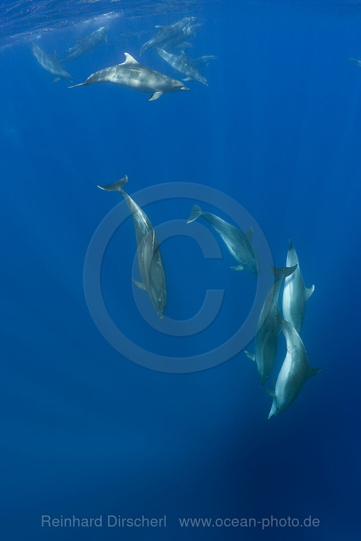 Grosse Tuemmler, Tursiops truncatus, Azoren, Atlantik, Portugal