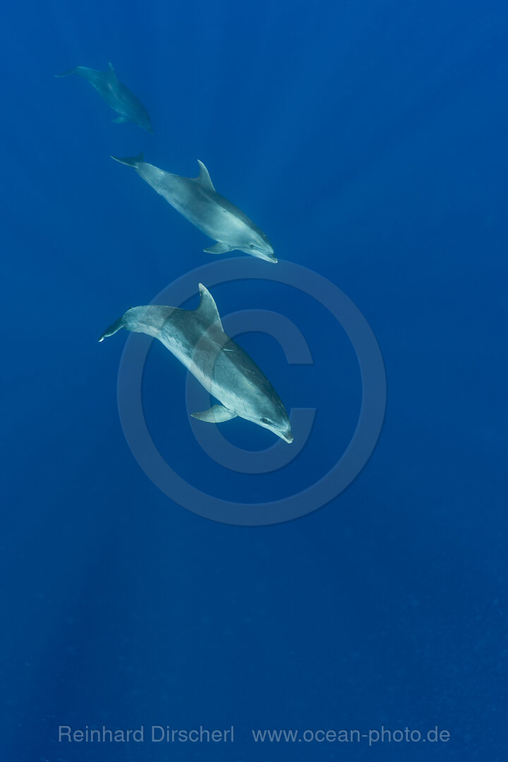 Bottlenose Dolphins, Tursiops truncatus, Azores, Atlantic Ocean, Portugal