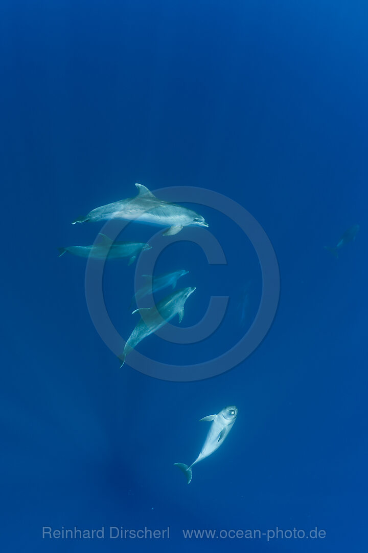 Grosse Tuemmler, Tursiops truncatus, Azoren, Atlantik, Portugal