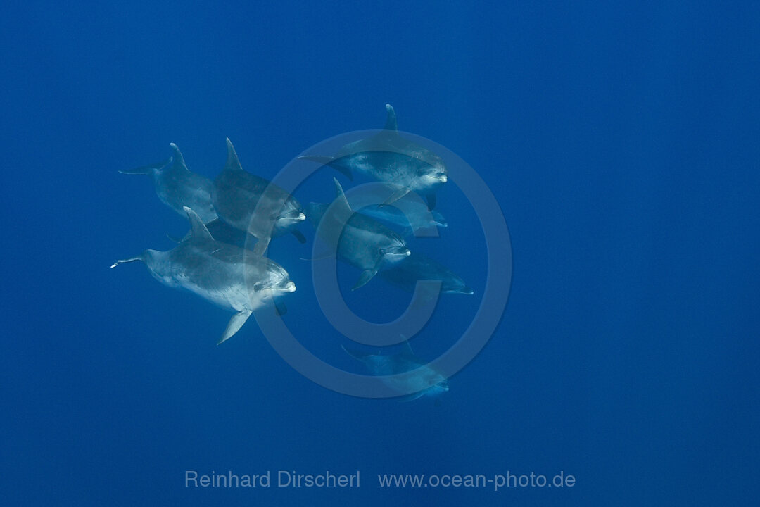 Grosse Tuemmler, Tursiops truncatus, Azoren, Atlantik, Portugal