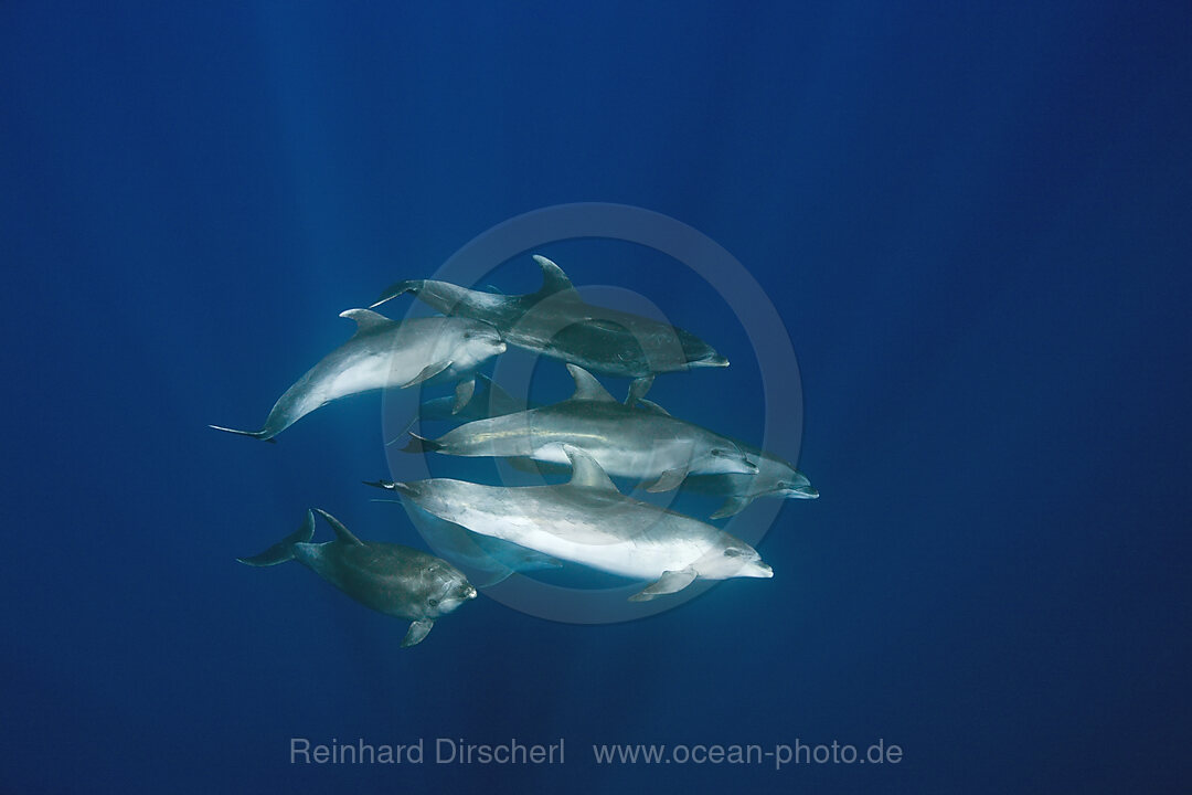 Grosse Tuemmler, Tursiops truncatus, Azoren, Atlantik, Portugal