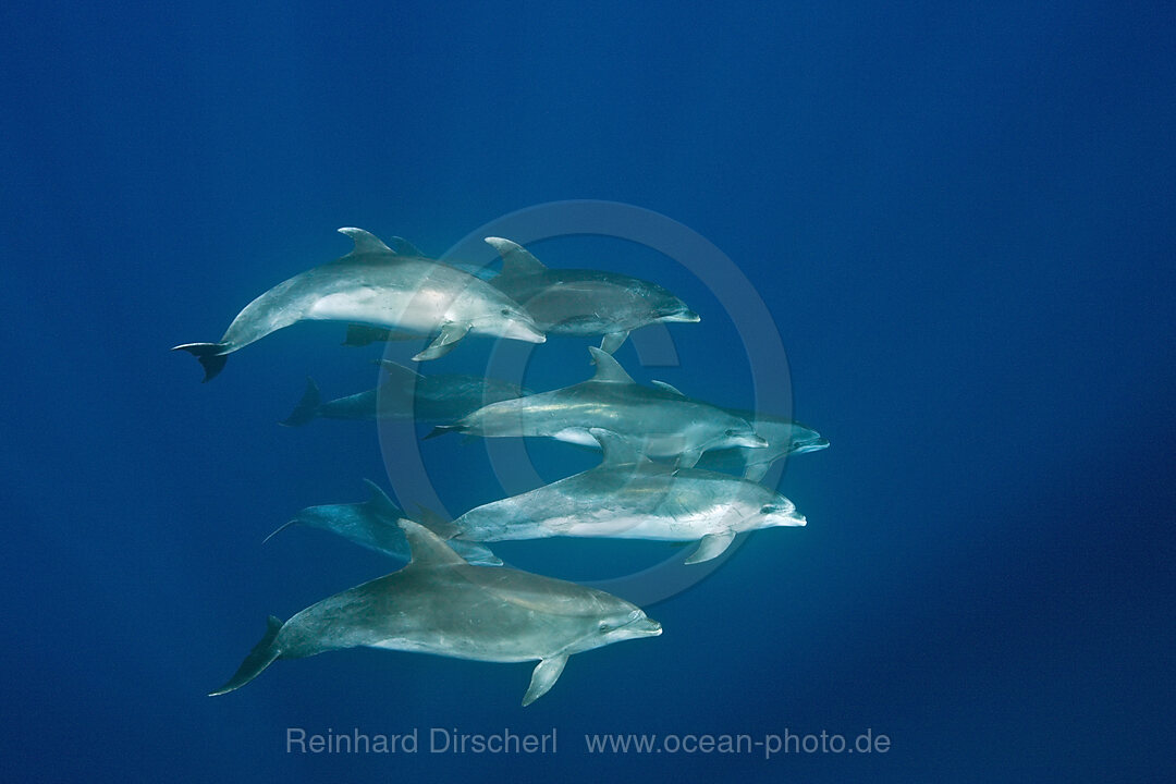 Grosse Tuemmler, Tursiops truncatus, Azoren, Atlantik, Portugal