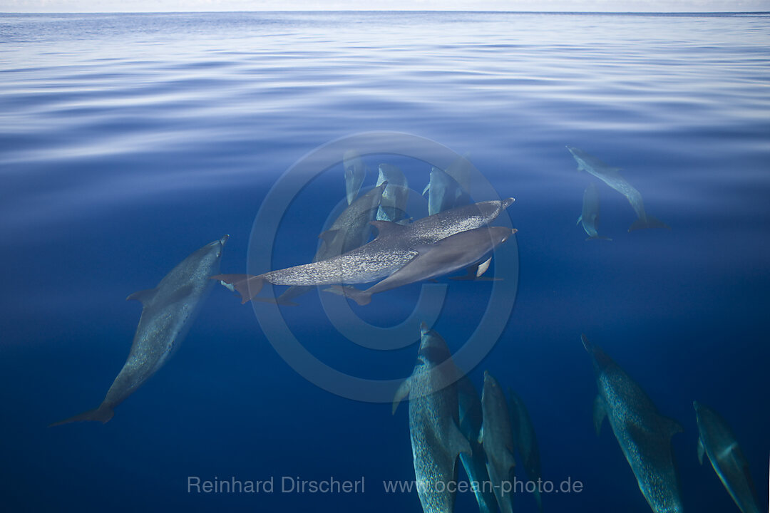 Atlantic Spotted Dolphins, Stenella frontalis, Azores, Atlantic Ocean, Portugal