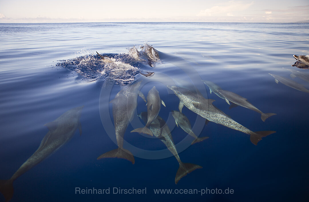 Atlantische Fleckendelfine