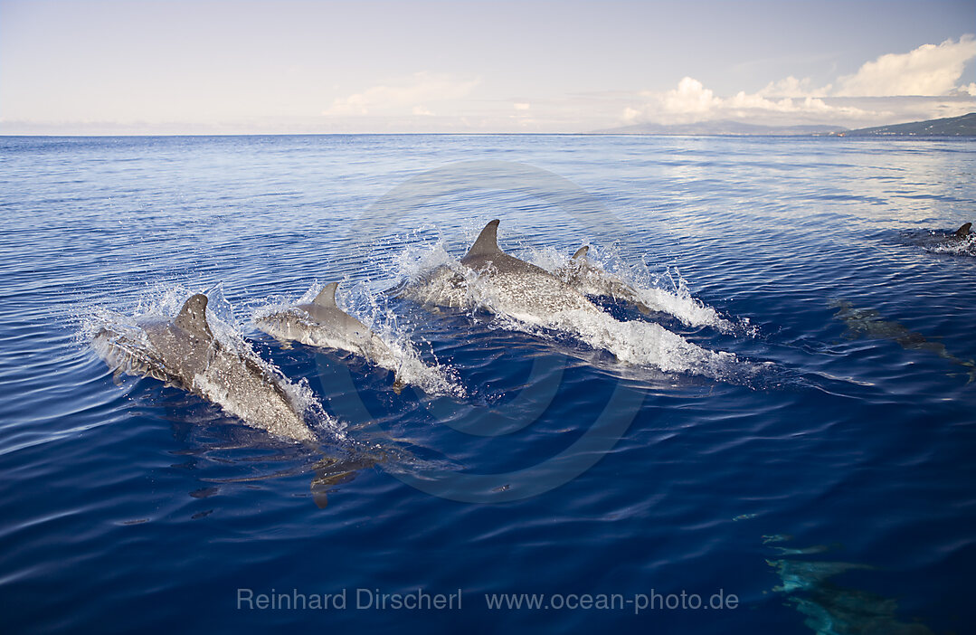 Atlantic Spotted Dolphins, Stenella frontalis, Azores, Atlantic Ocean, Portugal