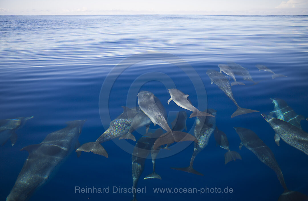 Atlantic Spotted Dolphins, Stenella frontalis, Azores, Atlantic Ocean, Portugal