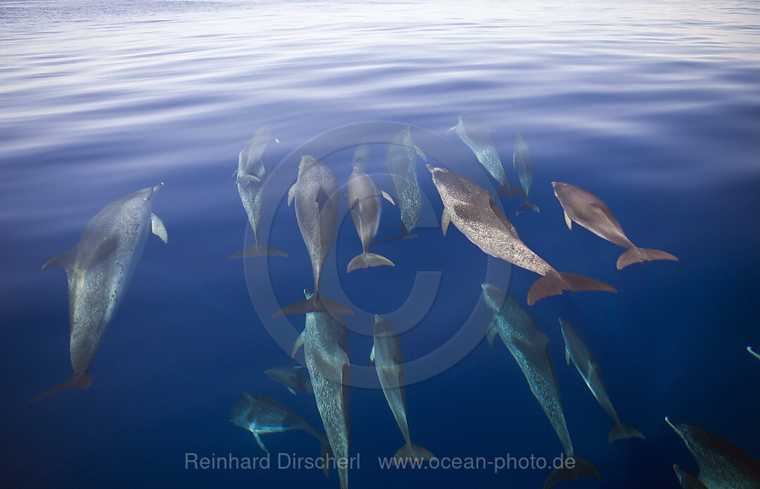 Atlantic Spotted Dolphins, Stenella frontalis, Azores, Atlantic Ocean, Portugal