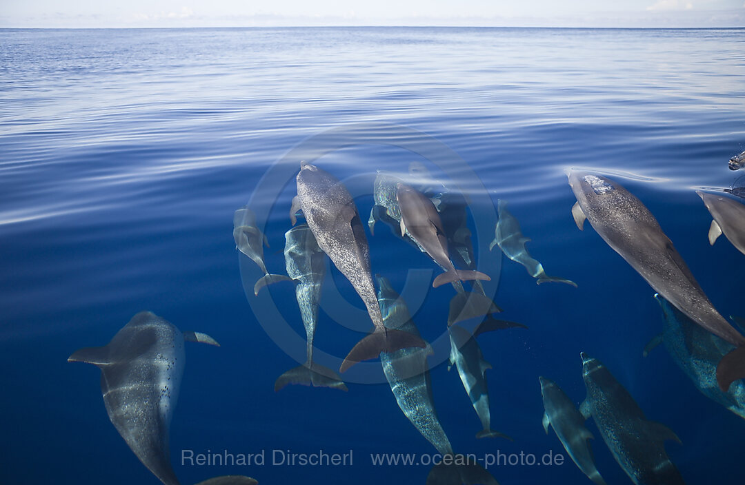 Atlantic Spotted Dolphins, Stenella frontalis, Azores, Atlantic Ocean, Portugal