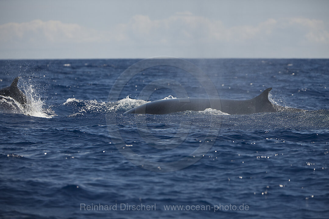 Fin Whale, Balaenoptera physalus, Azores, Atlantic Ocean, Portugal