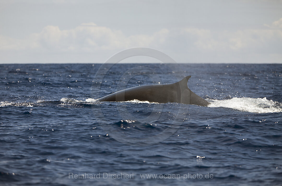 Fin Whale, Balaenoptera physalus, Azores, Atlantic Ocean, Portugal