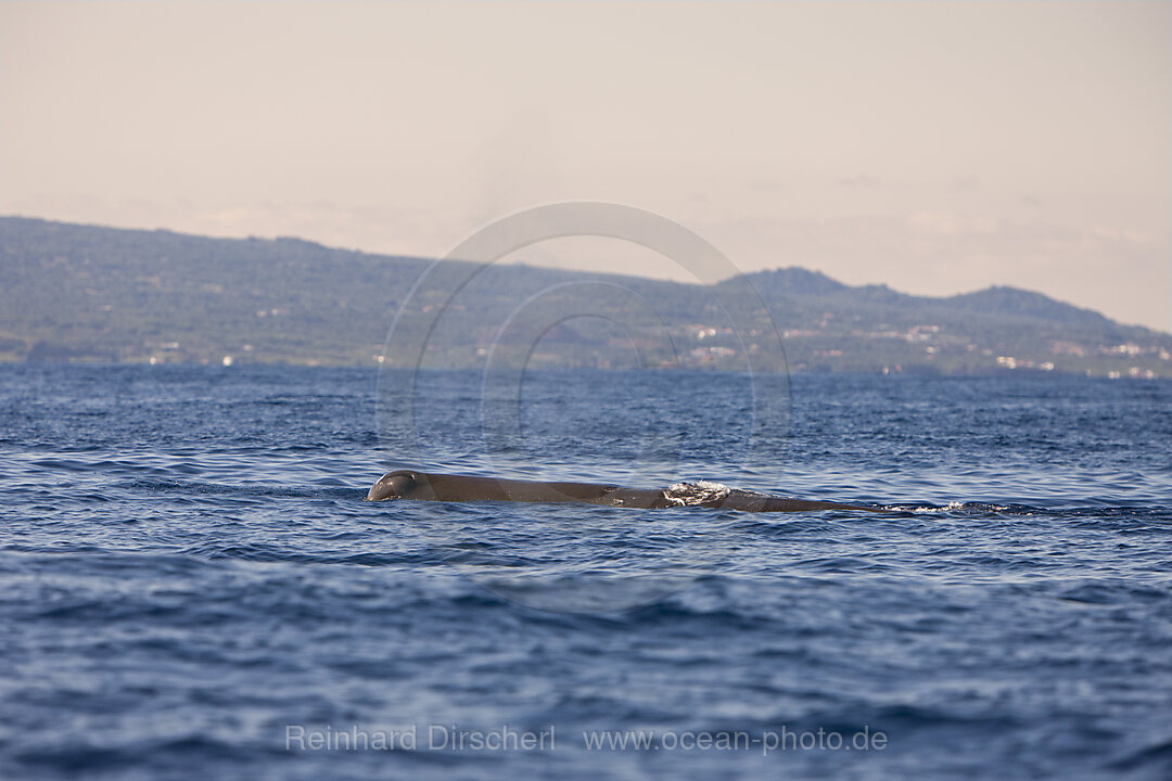 Sperm Whale at Water Surface, Physeter catodon, Azores, Atlantic Ocean, Portugal