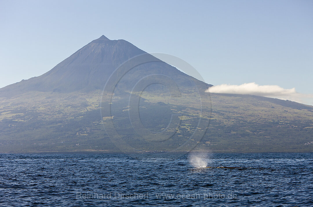 Sperm Whale at Water Surface, Physeter catodon, Azores, Atlantic Ocean, Portugal