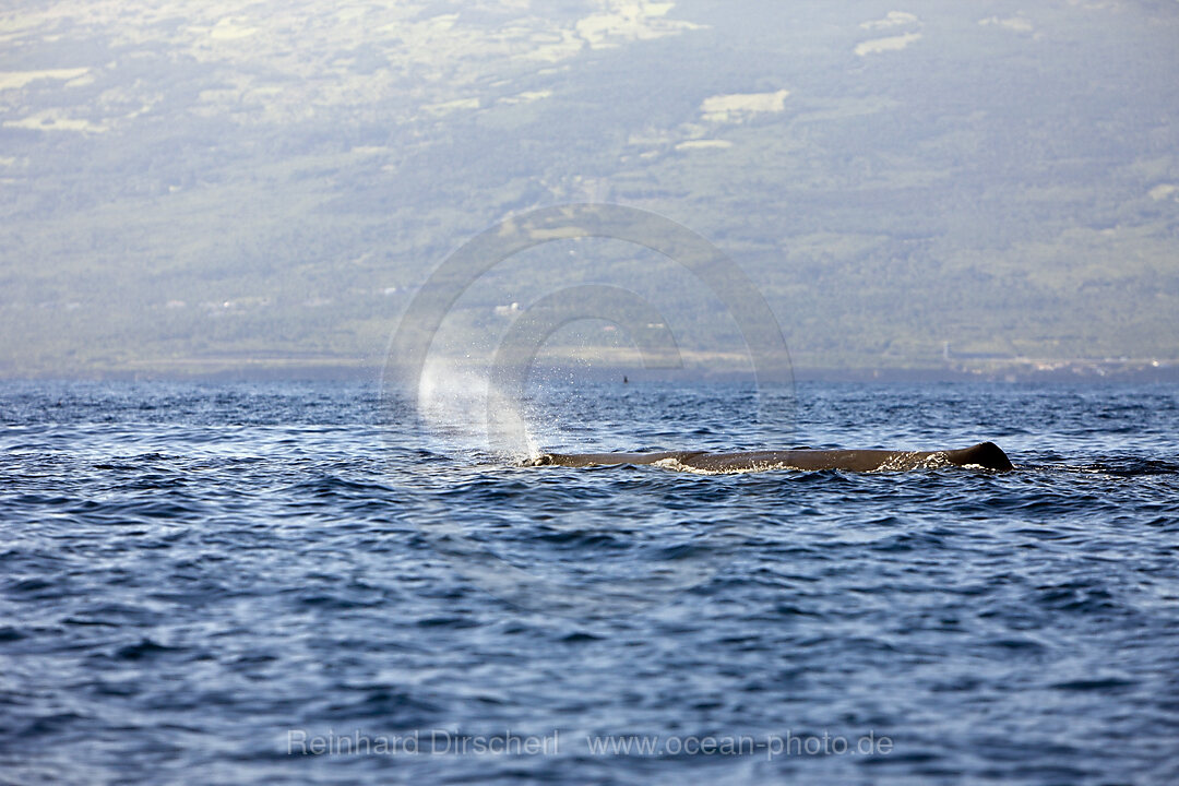 Sperm Whale at Water Surface, Physeter catodon, Azores, Atlantic Ocean, Portugal