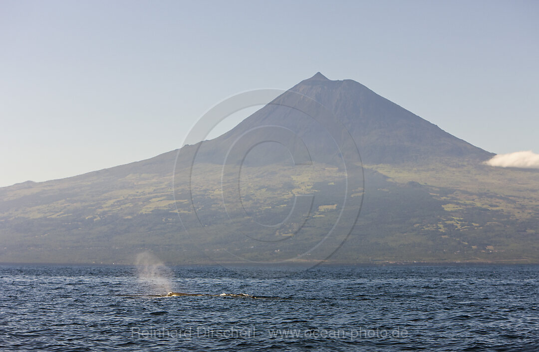 Sperm Whale at Water Surface, Physeter catodon, Azores, Atlantic Ocean, Portugal