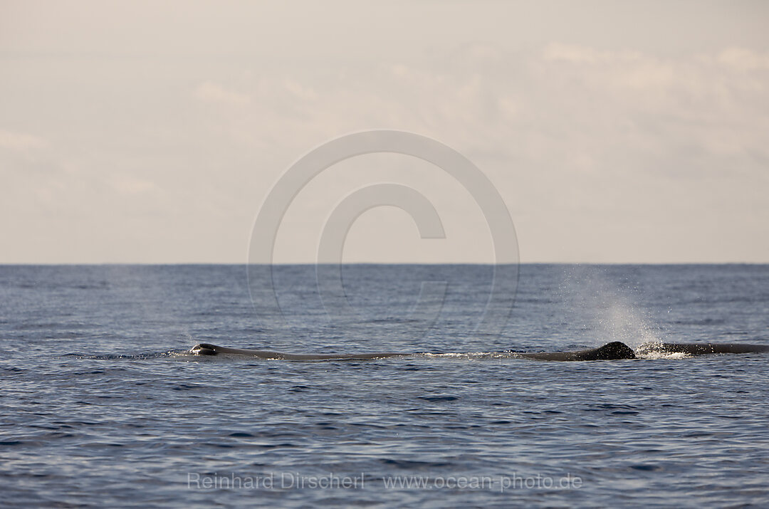 Sperm Whale at Water Surface, Physeter catodon, Azores, Atlantic Ocean, Portugal