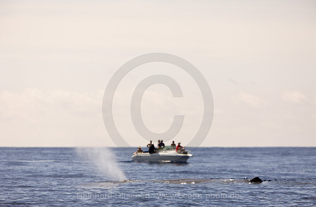 Sperm Whale and Whale Watcher, Physeter catodon, Azores, Atlantic Ocean, Portugal