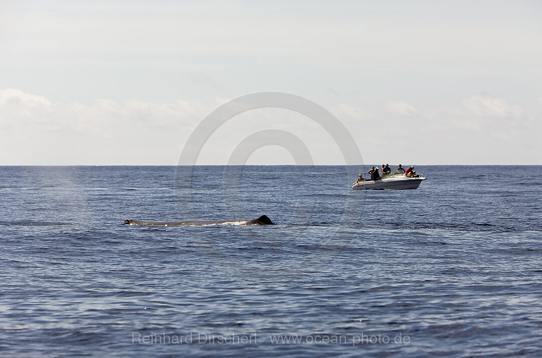 Pottwal und Whale Watcher, Physeter catodon, Azoren, Atlantik, Portugal