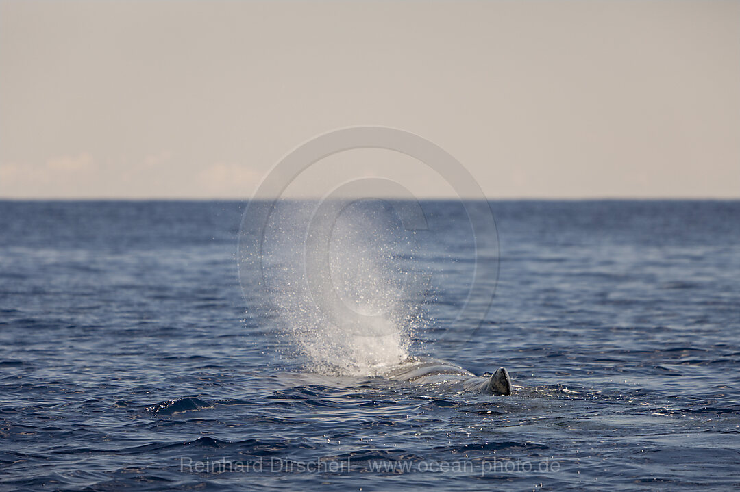 Pottwal an der Wasseroberflaeche, Physeter catodon, Azoren, Atlantik, Portugal