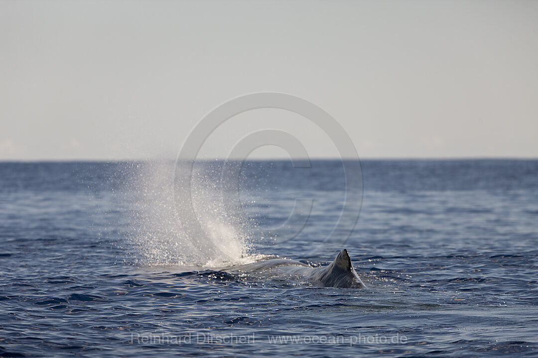 Sperm Whale at Water Surface, Physeter catodon, Azores, Atlantic Ocean, Portugal