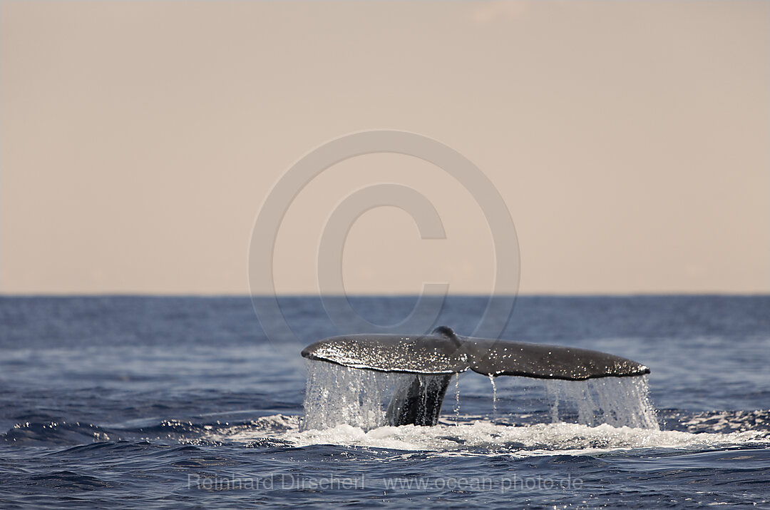 Fluke von Pottwal, Physeter catodon, Azoren, Atlantik, Portugal