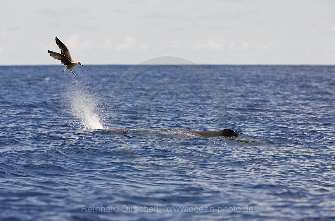 Sperm Whale accompanied by Bird, Physeter catodon, Azores, Atlantic Ocean, Portugal