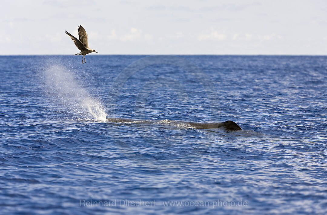 Sperm Whale accompanied by Bird, Physeter catodon, Azores, Atlantic Ocean, Portugal