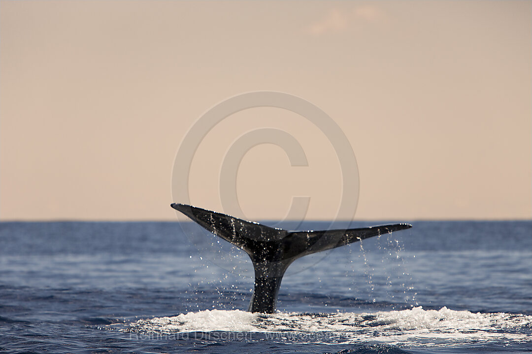 Fluke von Pottwal, Physeter catodon, Azoren, Atlantik, Portugal