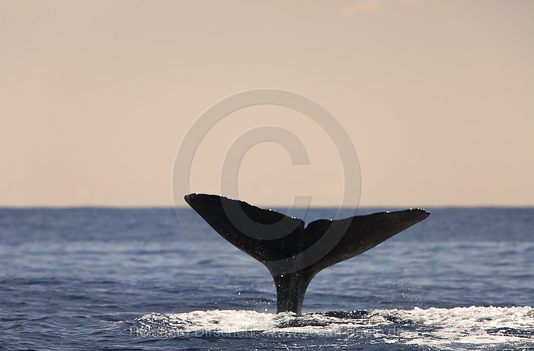 Fluke von Pottwal, Physeter catodon, Azoren, Atlantik, Portugal