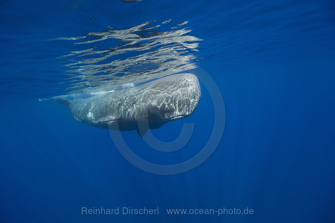 Young Sperm Whale, Physeter catodon, Azores, Atlantic Ocean, Portugal