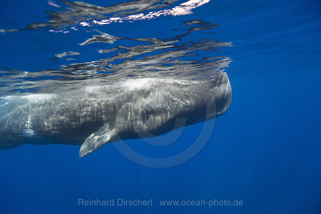 Young Sperm Whale, Physeter catodon, Azores, Atlantic Ocean, Portugal