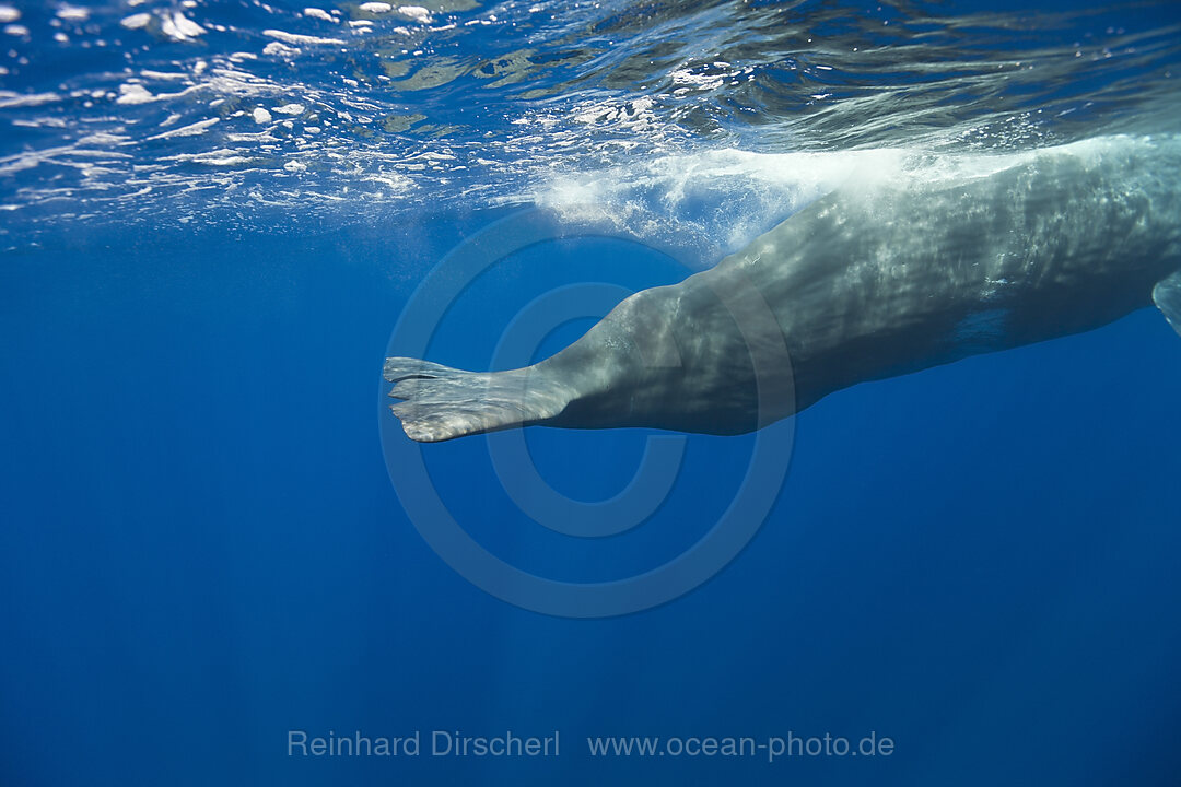 Fluke von Pottwal, Physeter catodon, Azoren, Atlantik, Portugal