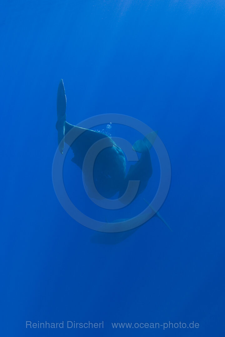 Familie Pottwale, Physeter catodon, Azoren, Atlantik, Portugal